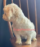 Tally, a female Shichon for sale in Sibley, IA – Photo 3 of 4