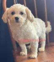 Tally, a female Shichon for sale in Sibley, IA – Photo 2 of 4