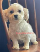 Tally, a female Shichon for sale in Sibley, IA – Photo 1 of 4