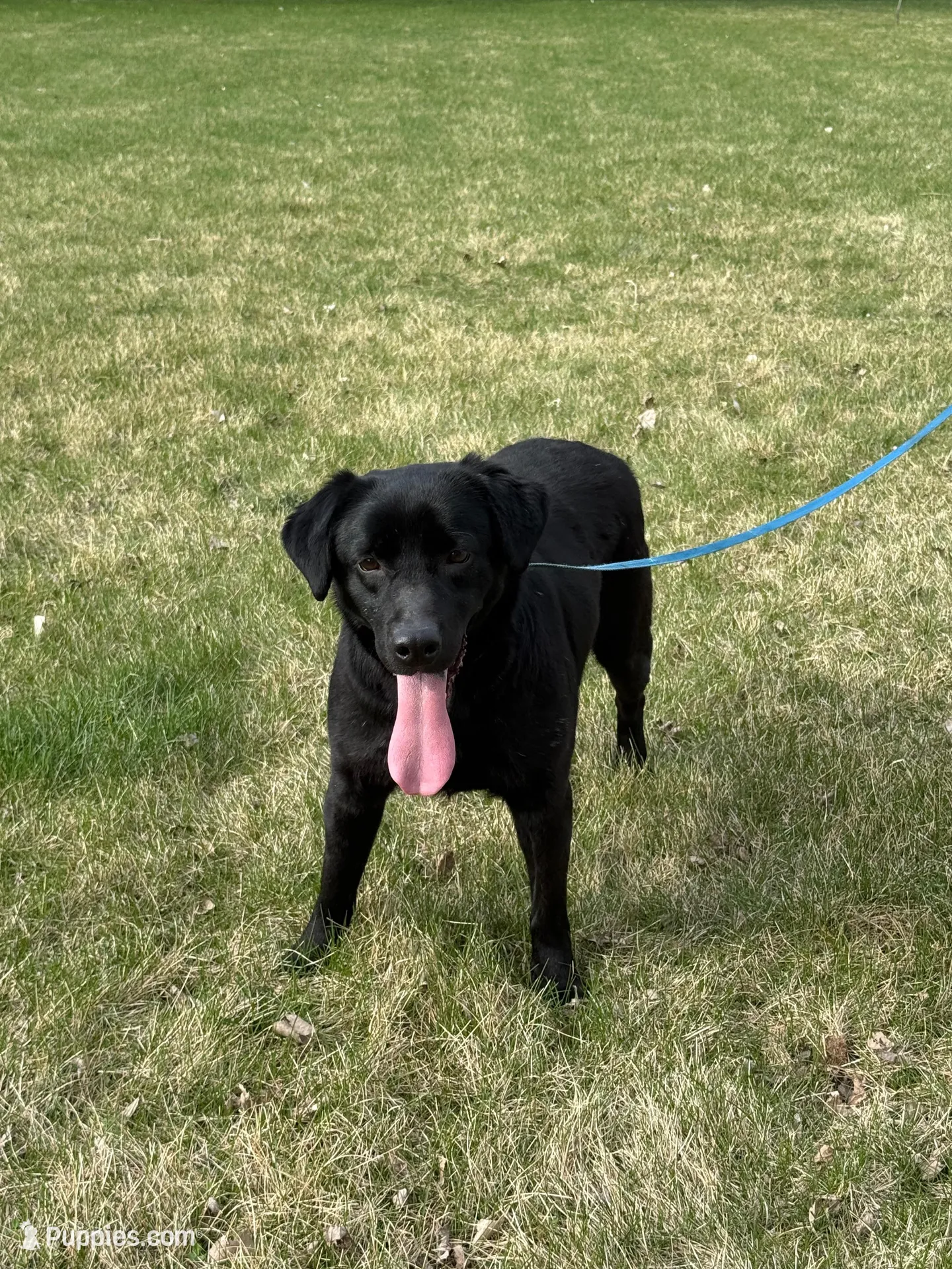 Lillie, a female Labrador Retriever for sale in Sibley, IA – Photo 3 of 4
