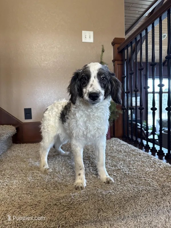 Buster – Miniature Bernedoodle puppy for sale in Sibley, IA