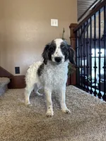 Buster, a male Miniature Bernedoodle for sale in Sibley, IA – Photo 1 of 3