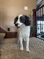 Buster, a male Miniature Bernedoodle for sale in Sibley, IA – Photo 3 of 3