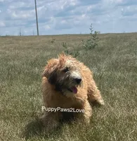 Whitney, a female Soft Coated Wheaten Terrier for sale in Sibley, IA – Photo 2 of 5