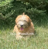 Whitney, a female Soft Coated Wheaten Terrier for sale in Sibley, IA – Photo 1 of 5