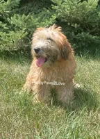 Whitney, a female Soft Coated Wheaten Terrier for sale in Sibley, IA – Photo 3 of 5