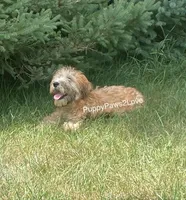 Whitney, a female Soft Coated Wheaten Terrier for sale in Sibley, IA – Photo 5 of 5