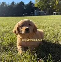 Champ, a male Golden Retriever for sale in Sibley, IA – Photo 1 of 5