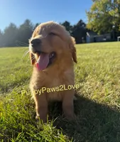 Champ, a male Golden Retriever for sale in Sibley, IA – Photo 4 of 5