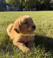 Champ, a male Golden Retriever for sale in Sibley, IA – Photo 2 of 5