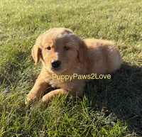 Champ, a male Golden Retriever for sale in Sibley, IA – Photo 5 of 5