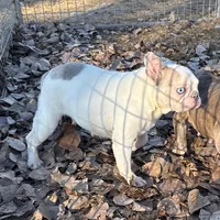 Bailey, a female French Bulldog for sale in Sibley, IA – Photo 2 of 2