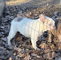 Bailey, a female French Bulldog for sale in Sibley, IA – Photo 2 of 2