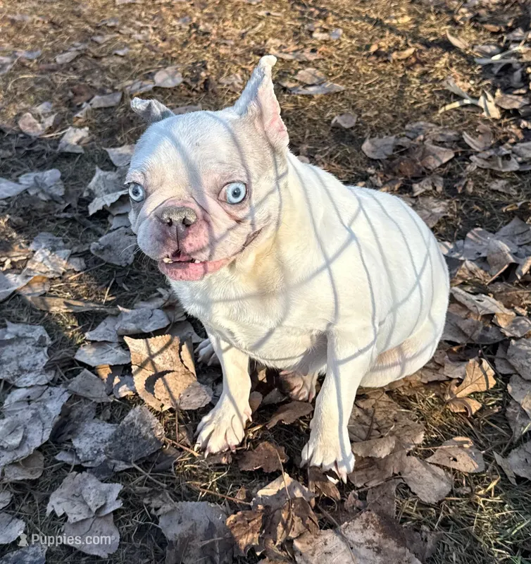 Bailey, a female French Bulldog for sale in Sibley, IA – Photo 1 of 2
