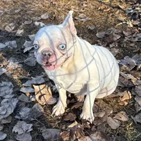 Bailey, a female French Bulldog for sale in Sibley, IA – Photo 1 of 2