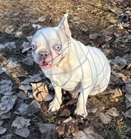 Bailey, a female French Bulldog for sale in Sibley, IA – Photo 1 of 2