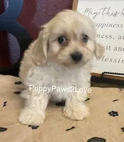 Mary, a female Cavalier King Charles Spaniel and Cavachon for sale in Sibley, IA – Photo 3 of 5