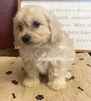 Mary, a female Cavalier King Charles Spaniel and Cavachon for sale in Sibley, IA – Photo 5 of 5
