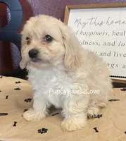 Mary, a female Cavalier King Charles Spaniel and Cavachon for sale in Sibley, IA – Photo 1 of 5