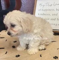 Mary, a female Cavalier King Charles Spaniel and Cavachon for sale in Sibley, IA – Photo 4 of 5