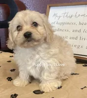 Mary, a female Cavalier King Charles Spaniel and Cavachon for sale in Sibley, IA – Photo 2 of 5