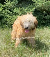 Willa, a female Soft Coated Wheaten Terrier for sale in Sibley, IA – Photo 2 of 5