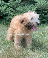 Willa, a female Soft Coated Wheaten Terrier for sale in Sibley, IA – Photo 4 of 5
