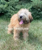 Willa, a female Soft Coated Wheaten Terrier for sale in Sibley, IA – Photo 3 of 5