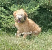 Willa, a female Soft Coated Wheaten Terrier for sale in Sibley, IA – Photo 1 of 5