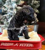 Blizzard, a female Whoodle for sale in Sibley, IA – Photo 2 of 5