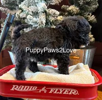 Blizzard, a female Whoodle for sale in Sibley, IA – Photo 3 of 5