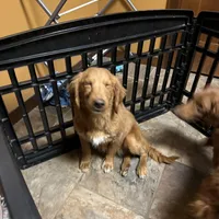 Sprout, a male Miniature Goldendoodle for sale in Sibley, IA – Photo 2 of 3