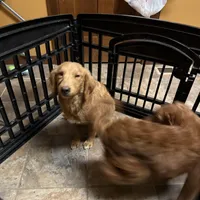 Sprout, a male Miniature Goldendoodle for sale in Sibley, IA – Photo 3 of 3