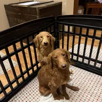 Sprout, a male Miniature Goldendoodle for sale in Sibley, IA – Photo 1 of 3