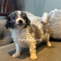 Bruno, a male Miniature Bernedoodle for sale in Sibley, IA – Photo 4 of 5