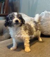 Bruno, a male Miniature Bernedoodle for sale in Sibley, IA – Photo 4 of 5