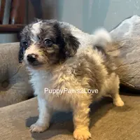 Bruno, a male Miniature Bernedoodle for sale in Sibley, IA – Photo 5 of 5