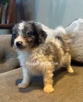 Bruno, a male Miniature Bernedoodle for sale in Sibley, IA – Photo 5 of 5