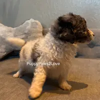 Bruno, a male Miniature Bernedoodle for sale in Sibley, IA – Photo 2 of 5