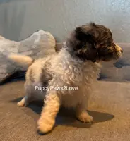 Bruno, a male Miniature Bernedoodle for sale in Sibley, IA – Photo 2 of 5