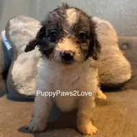Bruno, a male Miniature Bernedoodle for sale in Sibley, IA – Photo 1 of 5