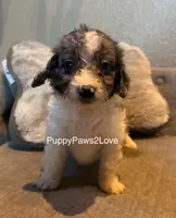 Bruno, a male Miniature Bernedoodle for sale in Sibley, IA – Photo 1 of 5