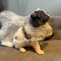 Bruno, a male Miniature Bernedoodle for sale in Sibley, IA – Photo 3 of 5