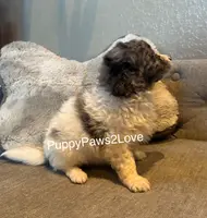 Bruno, a male Miniature Bernedoodle for sale in Sibley, IA – Photo 3 of 5