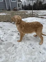 Meg, a female Golden Retriever for sale in Sibley, IA – Photo 2 of 3