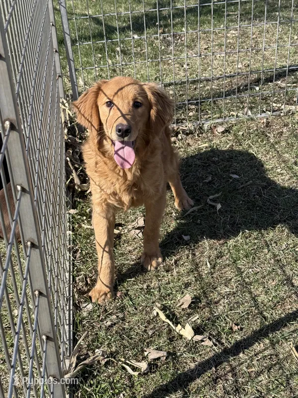 Meg – Golden Retriever puppy for sale in Sibley, IA