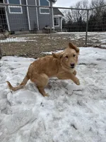 Meg, a female Golden Retriever for sale in Sibley, IA – Photo 3 of 3