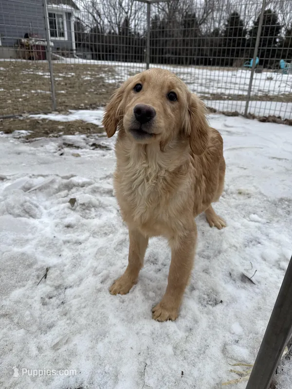 Meg – Golden Retriever puppy for sale in Sibley, IA