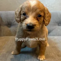 Teddy, a male Poodle - Toy  and Miniature Goldendoodle for sale in Sibley, IA – Photo 4 of 4