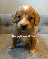 Teddy, a male Poodle - Toy  and Miniature Goldendoodle for sale in Sibley, IA – Photo 4 of 4